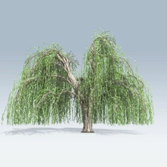 Weeping Willow