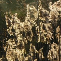 Surrendering To Wonders