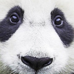 Panda (Theo x backdrive remix)