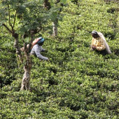 A Year of Mindful Eating: Tea