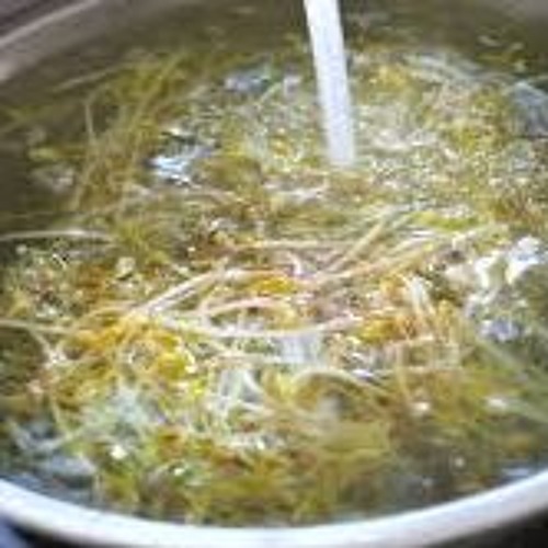 Bean Sprouts