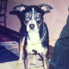 SKORE   (NEW)   -   PETSHOP   (2011)