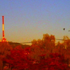 トンビ、回る