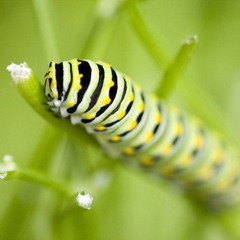 Learn Chinese Song: Caterpillar毛毛虫