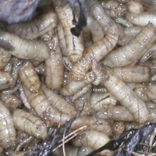 SxIxCxUxPxRxSxCxOxAxBxAxIxWx - Straphylococcal Intestinal Colony Resistend To All Kind Of Medical..