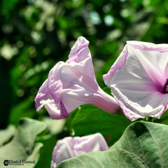 إحدى راوائع الشيخ عبد الباسط وما تيسر من سورة مريم