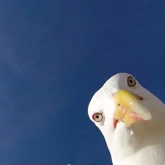Seagull Gang