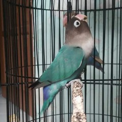 Masteran lovebird ngekek panjang