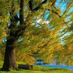 Willow (2016) for soprano and piano