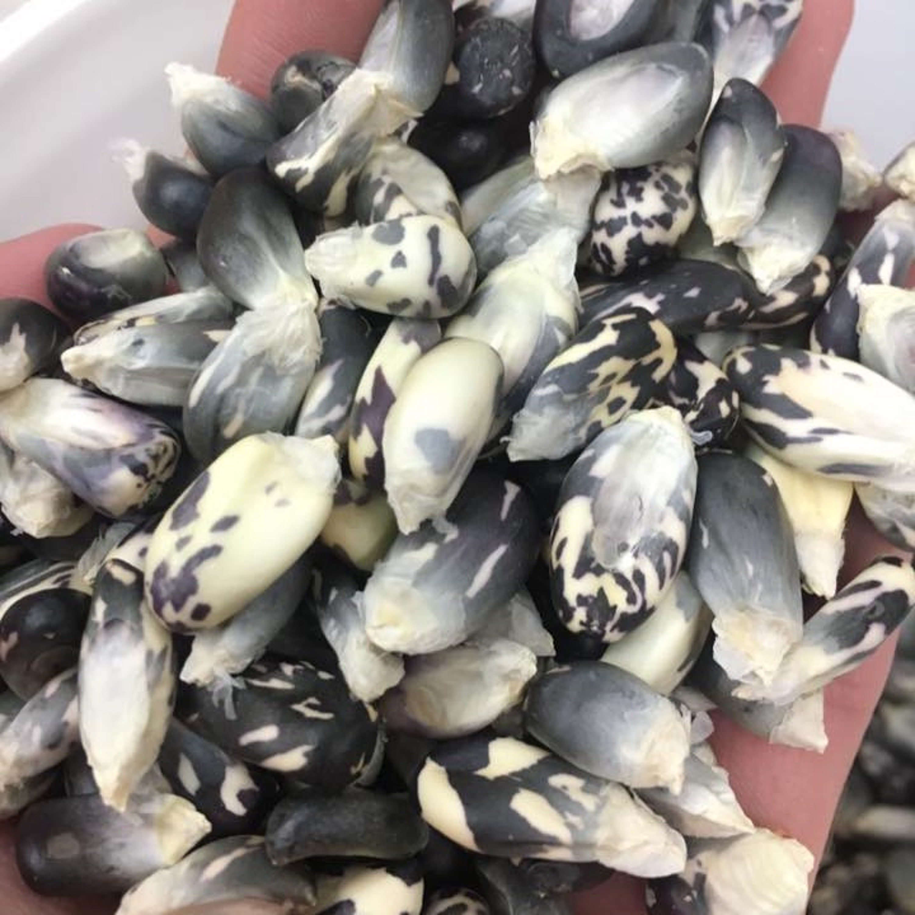 Episode 35 Stephen Smith Talks Corn Like You've Never Heard Corn Before!