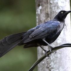 En lo ojos del Tordo - Prod. Seth