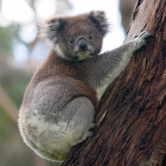 Koala (LMFAOOOOOOOOO)
