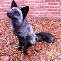 Neil Carlill - Crowd Of Drifters (Magnetic Fields Cover)