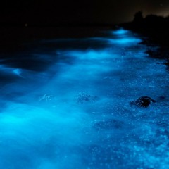 P H O S P H O R E S C E N C E