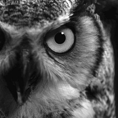 Owl Groove (Original Mix) [Preview]
