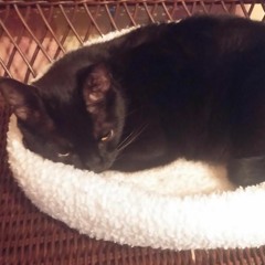 I Will Arise - Elfner, JK, JW, JP