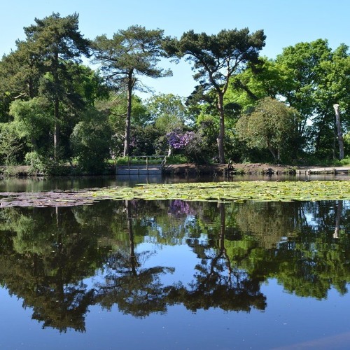 Dawn Chorus Roodee Mere Wirral UK