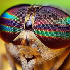Fly's Eyes