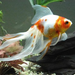 Le Voile De Chine ( Gaston Ligny / Pierre )