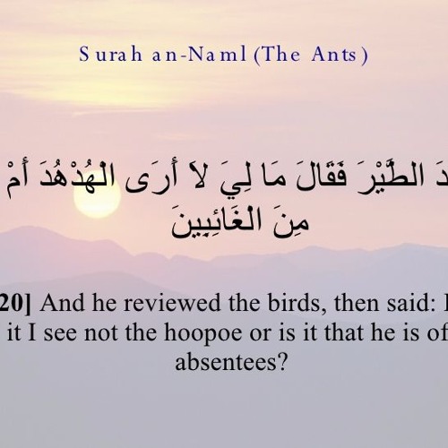 وَتَفَقَّدَ الطَّيْرَ فَقَالَ مَا لِيَ لَا أَرَى الْهُدْهُدَ || اللهم انصر اهل الشام