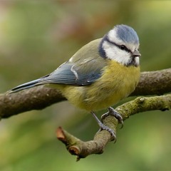 Blue Tit song (example 1), United Kingdom, 1960s