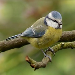 Blue Tit song (example 2), United Kingdom, 1960s