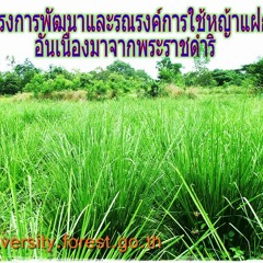 01.หญ้าแฝกพ่อหลวง