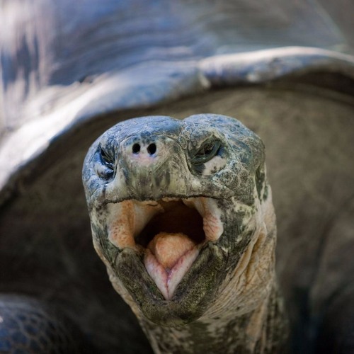 Galapagos-Riesenschildkröte by Zoo Zürich | Free Listening ...