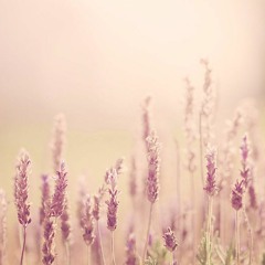 I Love You - Descendants of the Sun