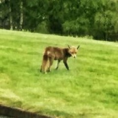 The Mockle Fox Eviction