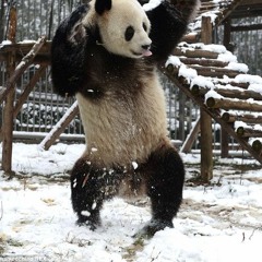Panda Swag