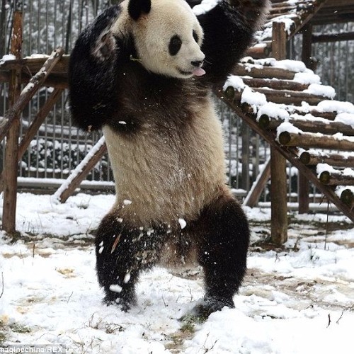Panda Swag