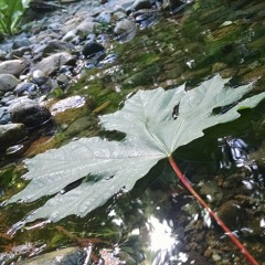 Race freestyle Demon squad!