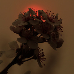 Infinite Sided Circle