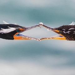 Enigma - Love Me.. (HD)