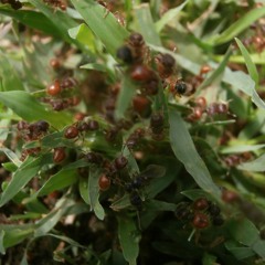 Bach Solo Violin Sonata No 1 arranged for viola - Presto