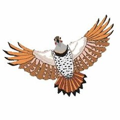 Animals Tiwayu Flickerbird