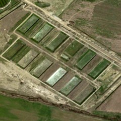 Rane del Parco Vettabbia / Frogs of Vettabbia Park (Chiaravalle - Milano, Italy)