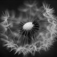 Flower ft. Sunflowa (SNIPPET)