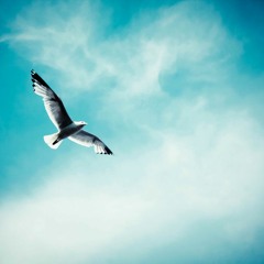 Birds Chirping at Sunrise