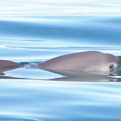 Illegal Fishing sending marine mammals into extinction