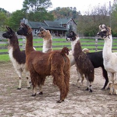 Llama's In My Garden