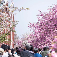 Cherry Blossom Festival -桜まつり-