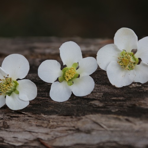 Bhutanese Latest  Song - Choe Wongna May