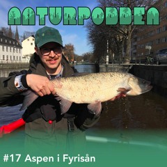 Avsnitt 17 - Aspen i Fyrisån