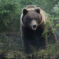 Bears Sound Effects Library - Volume 1