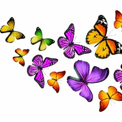 FARFALLE E FOLLIE