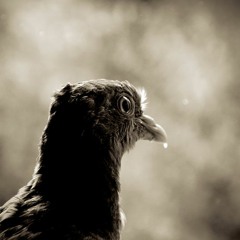 Momental Aesthetic Distortion - Sample