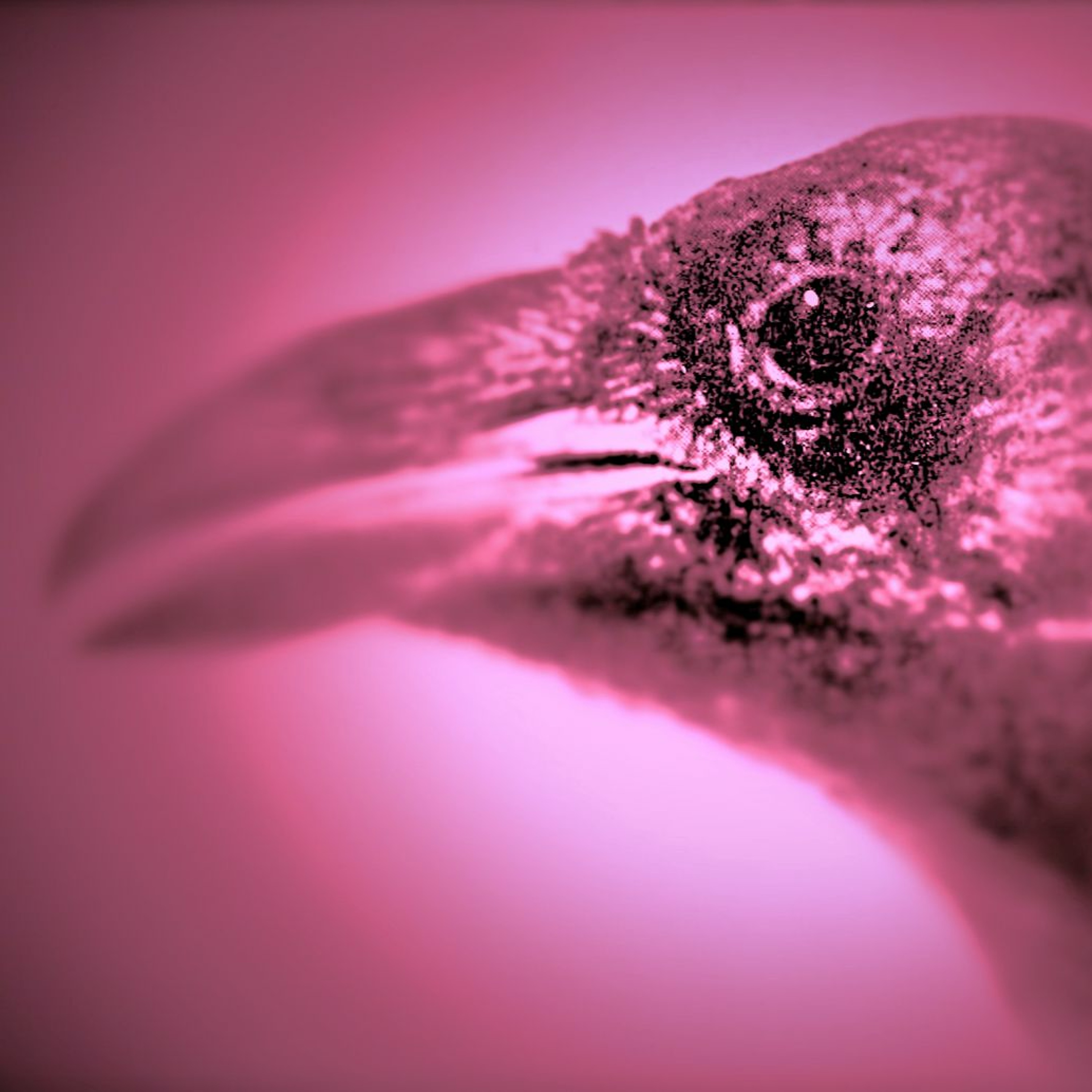Ligeia\'s Cadence