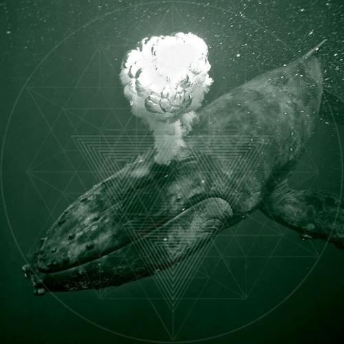 Mantronic Whale